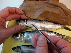 Removing scales to determine herring age