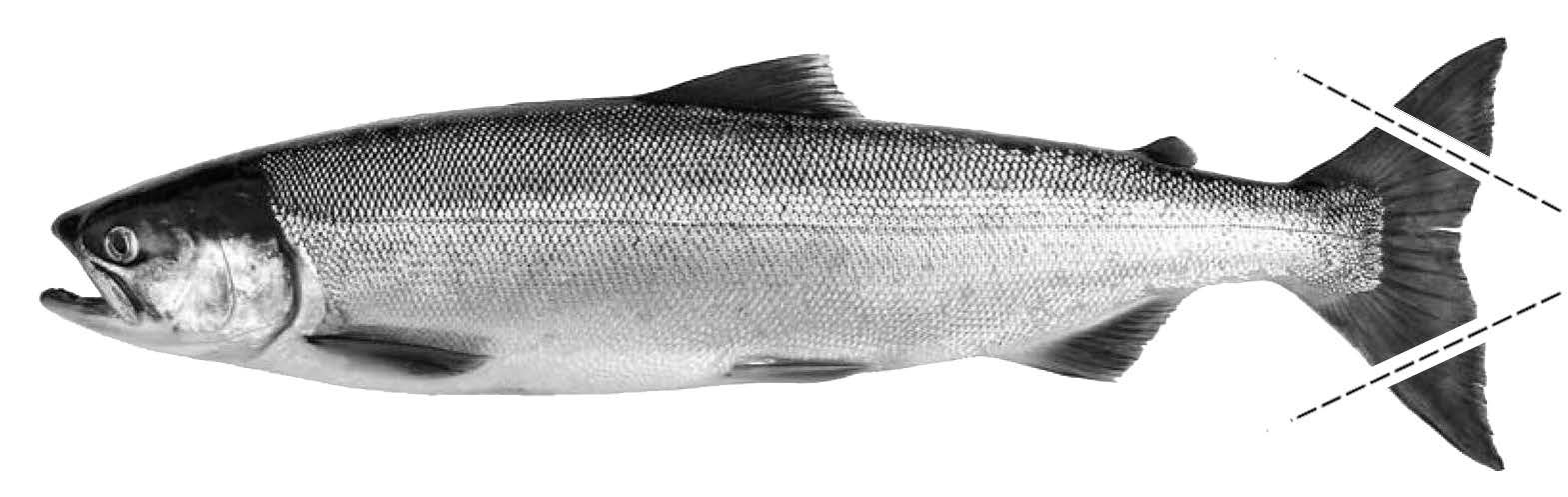 Illustration of how to mark a salmon.