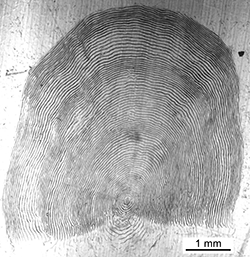 Magnified scale collected from a 739 mm female Chinook salmon