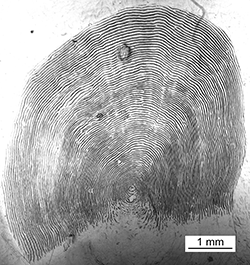 Magnified scale collected from a 844 mm female Chinook salmon
