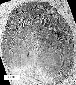 Magnified scale collected from a 865 mm female Chinook salmon