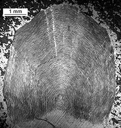 Magnified scale collected from a 790 mm female Chinook salmon