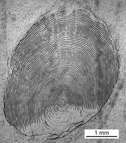 Magnified scale collected from a 569 mm male Chinook salmon