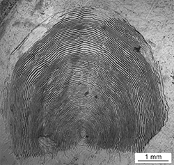 Magnified scale collected from a 838 mm female Chinook salmon