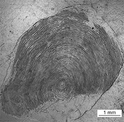 Magnified scale collected from a 826 mm female Chinook salmon