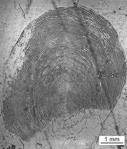Magnified scale collected from a 870 mm female Chinook salmon