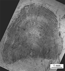 Magnified scale collected from a 873 mm female Chinook salmon
