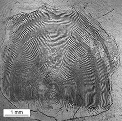 Magnified scale collected from a 831 mm male Chinook salmon