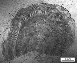 Magnified scale collected from a 860 mm Chinook salmon