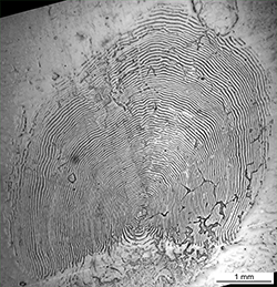 Magnified scale collected from a 710 mm female Chinook salmon