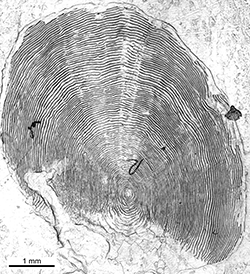 Magnified scale collected from a 855 mm female Chinook salmon