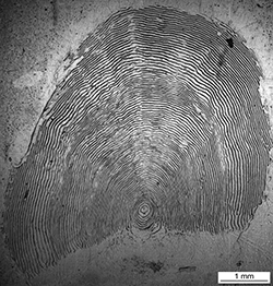 Magnified scale collected from a 845 mm female Chinook salmon
