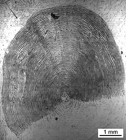 Magnified scale collected from a 774 mm female Chinook salmon