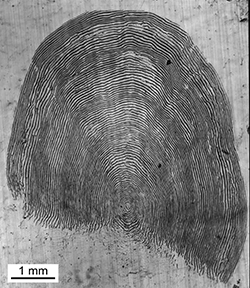 Magnified scale collected from a 820 mm male Chinook salmon