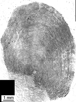 Magnified scale collected from a 1120 mm male Chinook salmon