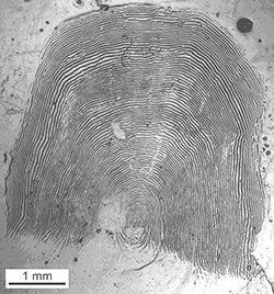 Magnified scale collected from a 825 mm male Chinook salmon