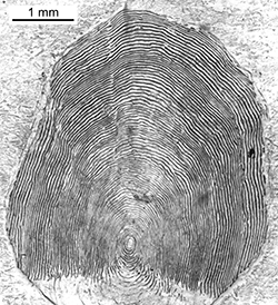 Magnified scale collected from a 784 mm male Chinook salmon