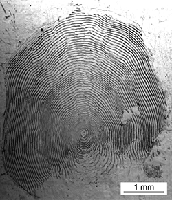 Magnified scale collected from a 568 mm female Chinook salmon