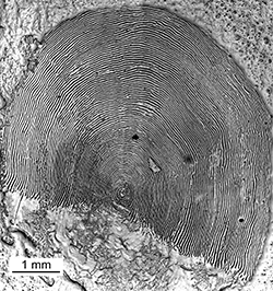 Magnified scale collected from a 820 mm female Chinook salmon