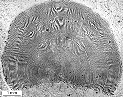 Magnified scale collected from a 845 mm male Chinook salmon