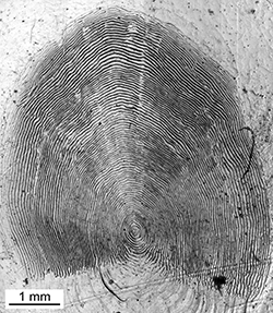 Magnified scale collected from a 775 mm female Chinook salmon
