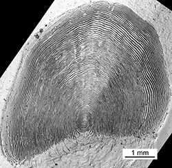 Magnified scale collected from a 790 mm male Chinook salmon