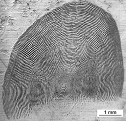 Magnified scale collected from a 621 mm male Chinook salmon