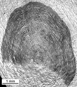 Magnified scale collected from a 608 mm female Chinook salmon