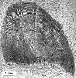 Magnified scale collected from a 757 mm female Chinook salmon