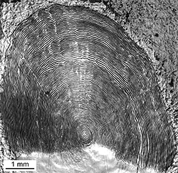 Magnified scale collected from a 921 mm male Chinook salmon