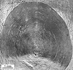 Magnified scale collected from a 750 mm female Chinook salmon