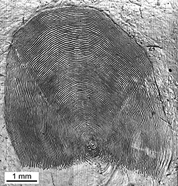 Magnified scale collected from a 844 mm female Chinook salmon