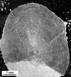 Magnified scale collected from a 830 mm female Chinook salmon