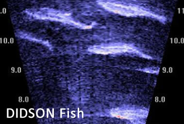 ADFG uses imaging sonar DIDSON and ARIS to record ultrasoundlike fish video Imaging sonar can also be used to size fish and ADFG biologists have also tested methods of using it to identify salmon by tail beat patterns