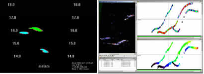 Examples of automatic fish sizing software from SMC left and Myriax LTD right