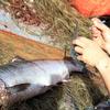 When king salmon are caught gillnetters collect scale samples, 
which are used to determine the age of the fish.