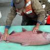 The sonar site uses both DIDSON and split-beam sonar technology and estimates 
the passage of chum and king salmon.