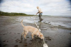 Fisherman and dog on the beach with a net