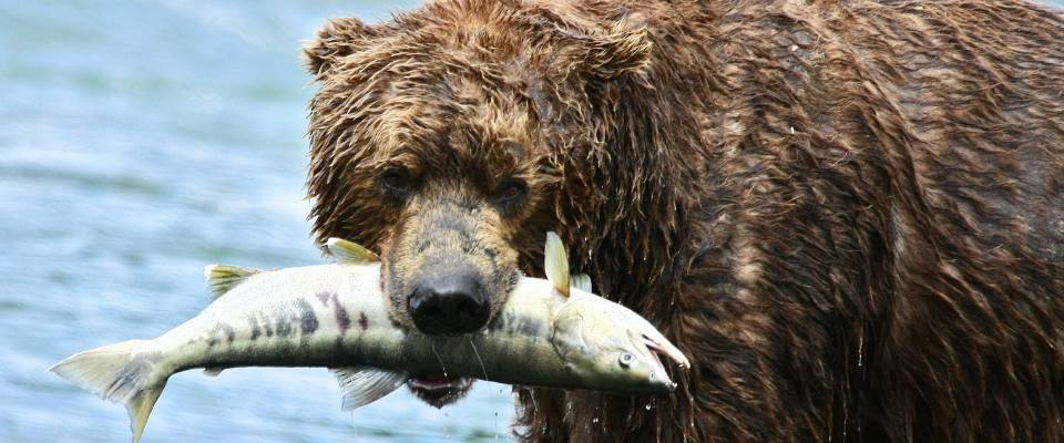 Brown bear with a salmon in its mouth - Alaska Department of Fish and Game