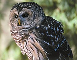 Photo of a barred owl © www.wingmasters.net