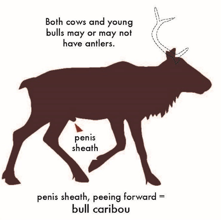 Both cows and young bulls may or may not have antlers. Penis sheet, peeing forward equals bull caribou.