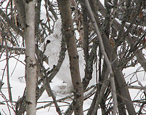 Photo of a hare behind trees