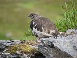 Male whitetailed ptarmigan