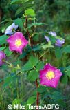 Wild rose of Alaska.