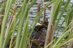 Photo of a duck