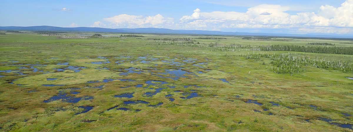 Ariel view of sedge meadows - Alaska Department of Fish and Game