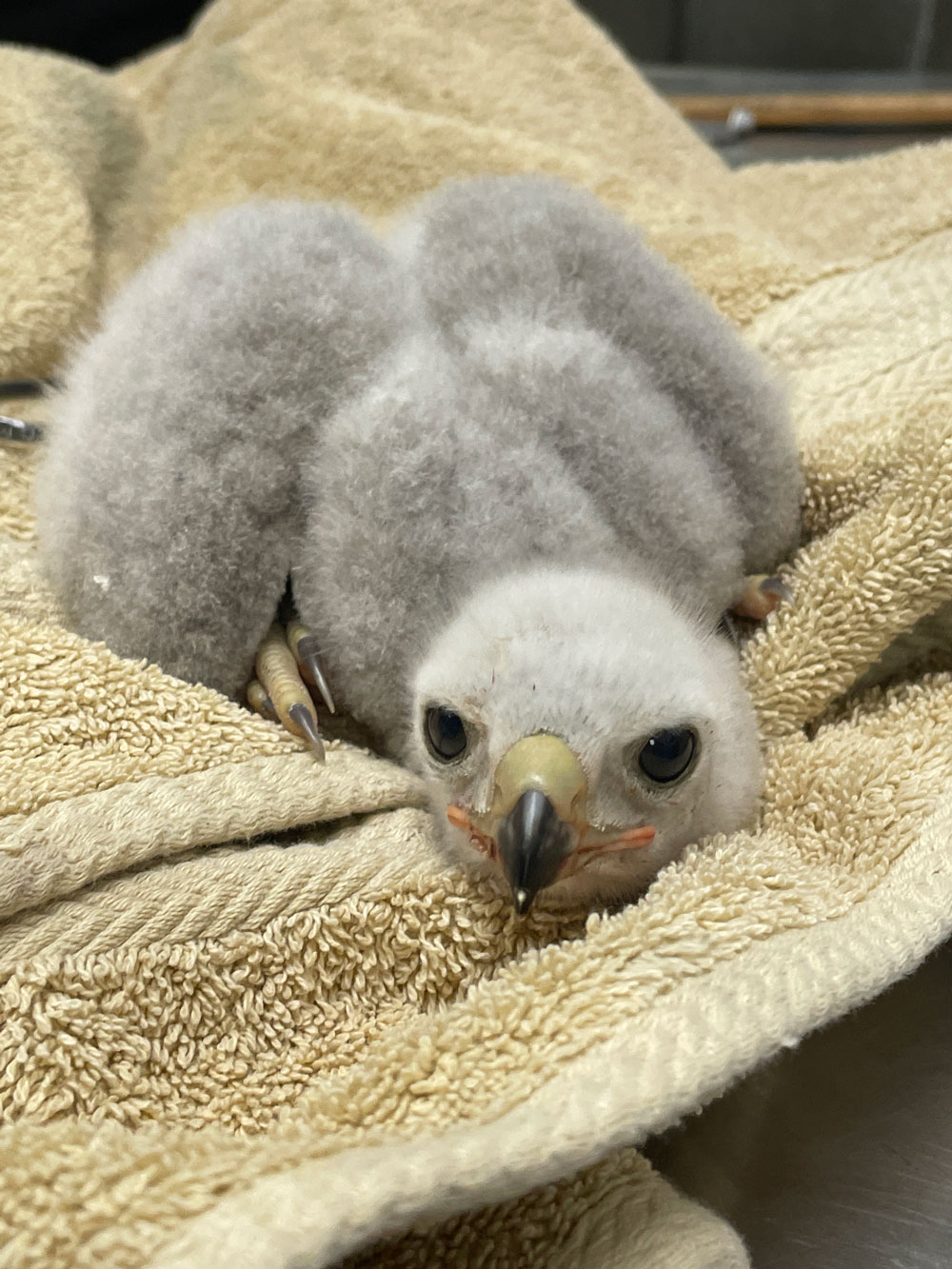 Photo of a goshawk eyas taken in 2023