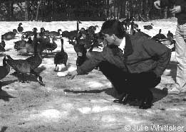 Feeding wildlife needs to be discouraged in Anchorage through a coordinated educationregulation programbrbrFeeding may decrease general wildlife diversity harm individual animals who eat less nutritional foods and lose normal migration patterns and attract animals into concentrations that increase the potential for conflicts