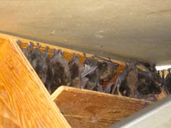 Little brown bats roosting in a furnace room