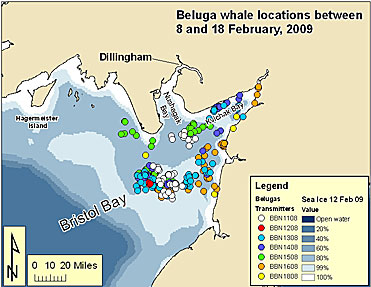 Map of recent whale locations in bristol bay